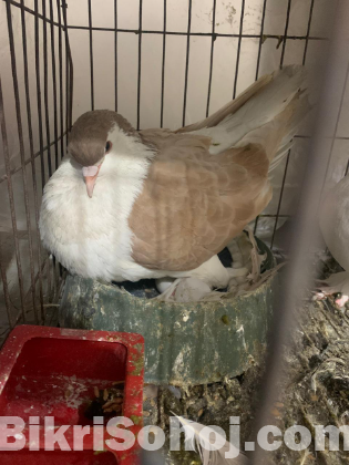 লাহোরি শিরাজি ডিম সহ জোরা ।১০০% Fresh